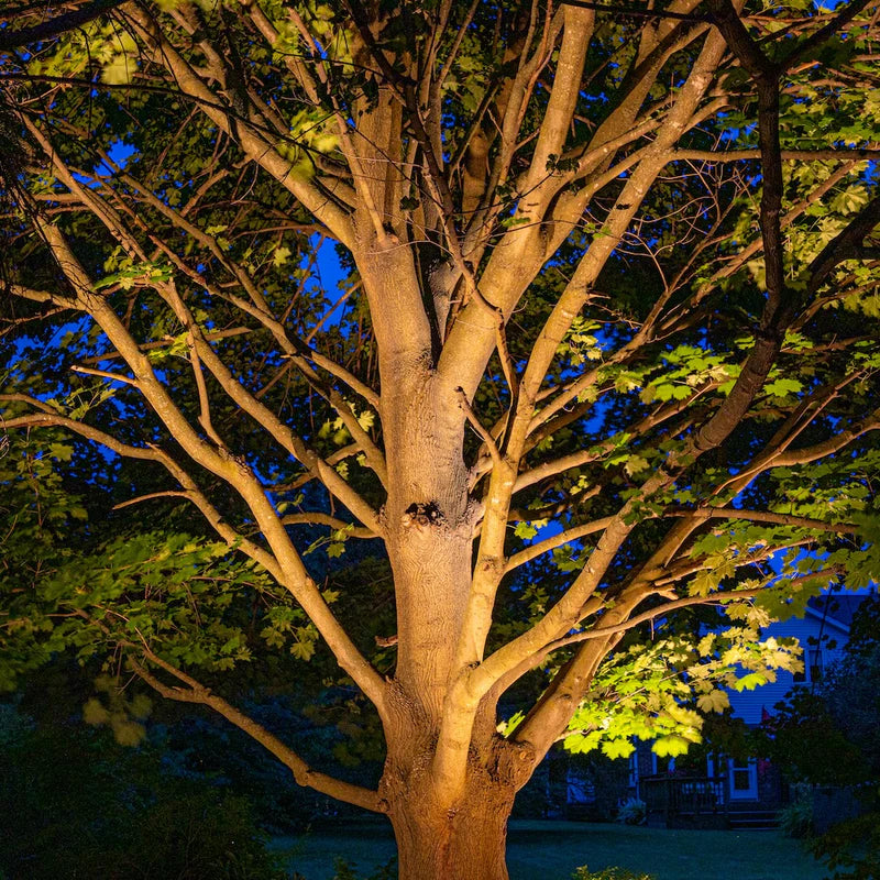 Bold - Strata L Spotlight